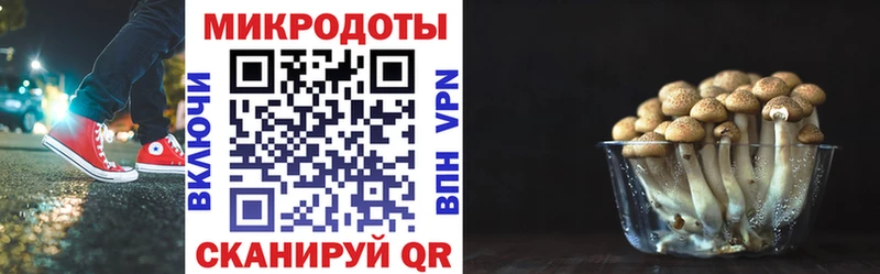 Галлюциногенные грибы Psilocybine cubensis  Йошкар-Ола 